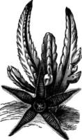 de sjöstjärna kaktus årgång illustration. vektor