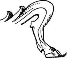 ben av kandelaber bas, årgång illustration. vektor