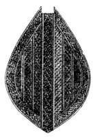maori paddla är trä träsnideri, årgång gravyr. vektor