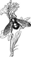 echinomyia grossa årgång illustration. vektor