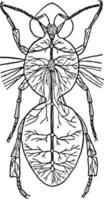 nerv systemet, årgång illustration. vektor