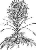 cleome-weinleseillustration. vektor