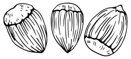 Hassel nöt uppsättning. isolerat platt hasselnöt i skal och skalad med löv skiss ikoner. naturlig friska Hassel nöt organisk mat samling. vegetarian diet mellanmål vektor illustration