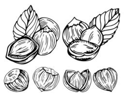 Hassel nöt uppsättning. isolerat platt hasselnöt i skal och skalad med löv skiss ikoner. naturlig friska Hassel nöt organisk mat samling. vegetarian diet mellanmål vektor illustration