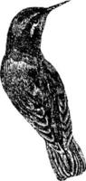 Kolibri, Vintage Illustration. vektor