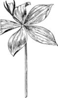 pogonia affinis vintage illustration. vektor