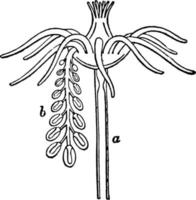 tubularia indivisa, årgång illustration. vektor