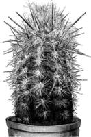 pilocereus brunnowii-weinleseillustration. vektor