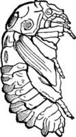 tumblebug, årgång illustration. vektor