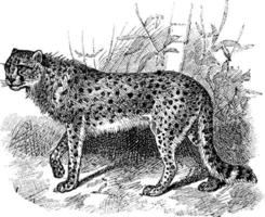 gepard acinonyx jubatus, årgång illustration vektor