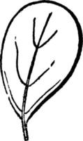 ovala blad årgång illustration. vektor