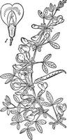 cytisus purpurens årgång illustration. vektor