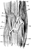 armbåge, årgång illustration vektor