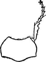 Maj skalbagge, årgång illustration. vektor
