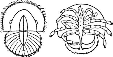 Limulus Polyphemus, Vintage-Illustration. vektor