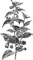 atropa belladonna vintage illustration. vektor