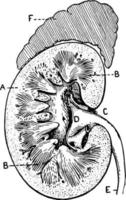 Abschnitt der menschlichen Niere, Vintage Illustration. vektor