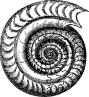 Ammoniten bifrons, Vintage Illustration vektor