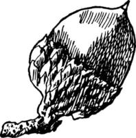 vintage illustration der scharlachroten eicheneiche. vektor