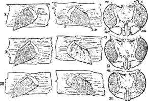 limulus, årgång illustration. vektor