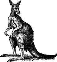 Känguru oder Macropodidae, Vintage Illustration. vektor