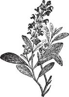 salvia årgång illustration. vektor