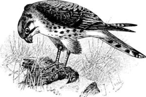 Sparv nordlig sparvhök accipiter nisus, årgång illustration vektor