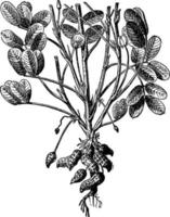 Vintage Illustration der Erdnusspflanze. vektor