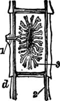 binnikemask eller taenia solium, årgång illustration. vektor