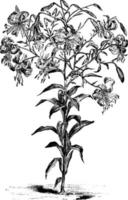 lilium speciosum roseum årgång illustration. vektor