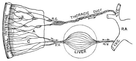 tarm- absorption, årgång illustration. vektor