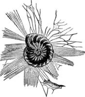 polystomella, årgång illustration. vektor