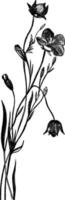 flachs, pflanze, leinsamen, linaceae, schlank, stengel, blätter, bläulich, lanzettlich vintage illustration. vektor