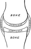 synovial membran, årgång illustration. vektor