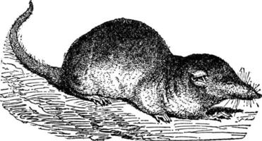 Spitzmaus, Vintage Illustration. vektor