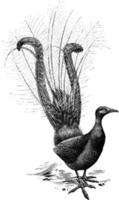 Lyrebird, Vintage-Illustration. vektor