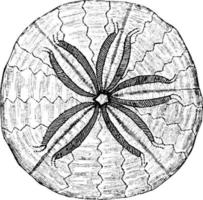 sand-dollar, årgång illustration. vektor