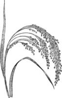 japansk kvast-majs hirs årgång illustration. vektor
