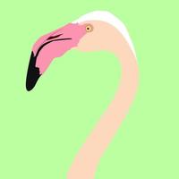 Flamingovogel, Illustration, Vektor auf weißem Hintergrund.