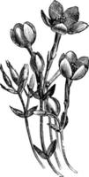 blumen von erythraea diffusa vintage illustration. vektor