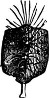 Weintraube oder Oxyptilus periscelidactylus, Vintage-Illustration. vektor
