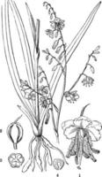 blek vanilj lilja årgång illustration. vektor