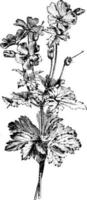 blühender Zweig der Geranium Ibericum Platypetalum Vintage Illustration. vektor