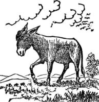 Esel, Equus Africanus Asinus, Vintage Illustration vektor