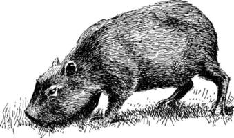 capybara hydrochoerus hydrochaeris vintage illustration. vektor