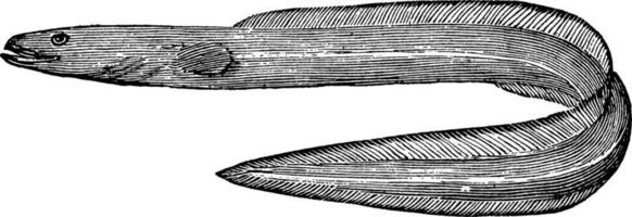 hav ål, årgång illustration. vektor
