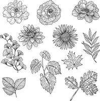 satz von blumen- und blattlinienkunst, flora clipart vektor