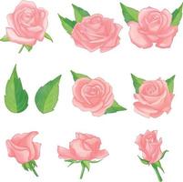 uppsättning av vattenfärg reste sig blomma, rosa flora ClipArt vektor