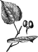 anamirta cocculus årgång illustration. vektor