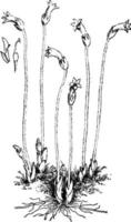 aphyllon uniflorum årgång illustration. vektor